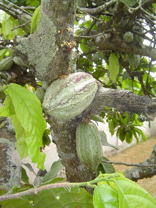 Cocoa Pods on Elder Maxwell Tree
